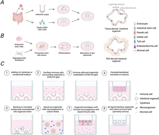 Graphical Abstract
