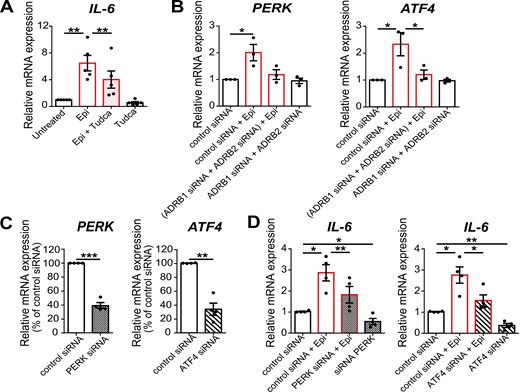 ER mediate epinephrine-induced upregulation of IL-6 in LMSGEC. (A) Relative expression of IL-6 in SS-LMSGEC (n = 5) treated with epinephrine (Epi), TUDCA (Tudca), or co-incubated with Tudca (Epi + Tudca) for 24 h (20 μM epinephrine, 250 μM Tudca). The results are expressed as fold change in treated compared to untreated SS-LMSGEC. (B) Relative expression of PERK and ATF4 in SS-LMSGEC (n = 3) after silencing of ADRB1 and ADRB2, followed by stimulation with 20 μM epinephrine. (C) Silencing efficiency of PERK and ATF4 in SS-LMSGEC (n = 4), based on mRNA levels of LMSGEC transfected with control siRNA. (D) Relative expression of IL-6 in SS-LMSGEC (n = 4) after silencing of PERK and ATF4 and subsequent stimulation with 20 μΜ epinephrine for 24 h. All data were normalized to ACTB. Symbols represent individual patient samples; bars show the mean ± SEM. *P < 0.05, **P < 0.01, and ***P < 0.001 by paired t-test.