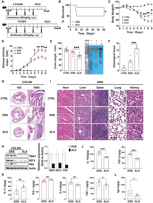 ALX-targeted inhibition of TBK1 exacerbates the occurrence and development of DSS-induced colitis. (A) Establishment of DSS-induced colitis model and amlexanox treatment. (B) Survival observation to Day 60. (C) Changes in body weight (%), (D) disease activity index, (E) colon length, (F) histology scores, and (G) representative H&E-stained colon sections of mice in the Control, DSS, and ALX groups. Severe submucosal inflammatory infiltration (arrow below), disappearance of crypt structures, and reduction of thrush cells (arrow above) were observed in the ALX group (H&E, 100×). (H) Western blot analysis showing that ALX inhibits the activation of the TBK1-IRF3/NF-κB signaling pathway in mouse colon tissues. (I) Major organs, including heart, liver, spleen, lung and kidney, were collected for histopathologic analysis (H&E, 400×). (J) ELISA measuring the concentration of anti-inflammatory cytokines IL-10 and TGF-βin colon. (K) ELISA measuring the concentration of pro-inflammatory cytokines IL-1β, IFN-α, IL-6, and TNF-αin colon. (L) ELISA results showing that the protein concentration of secretory IgA (sIgA) in the feces of mice in the ALX group is significantly lower compared with the DSS group. These results demonstrate that ALX-targeted inhibition of TBK1 exacerbates the occurrence and development of DSS-induced colitis and that the difference is independent of drug toxicity. Summary data are presented as the mean ± SEM, with P values determined by Kaplan–Meier analyses with the log-rank Mantel–Cox test (B) or a two-tailed Student’s t-test (C–K). *P < 0.05; **P < 0.01; ***P < 0.001. ns, not statistically significant