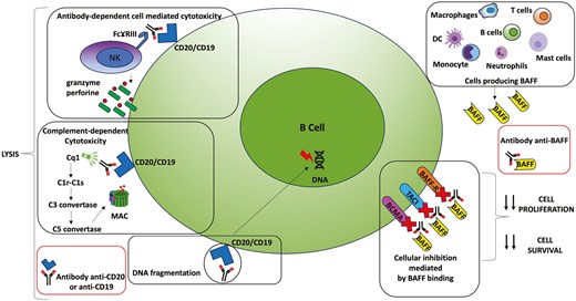schematic figure of the mechanisms of action of anti-CD20, anti-CD19 and anti-BAFF drugs