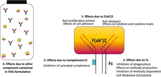 immunomodulatory actions of IVIG. (IVIg) is made up of four components responsible for immunomodulation: (i) actions mediated by the F(abʹ)2 variable regions (ii), actions of Fc on Fc receptors (FcR) (iii), actions promoted by complement binding within the Fc fragment and (iv) substances other than antibodies in IVIg preparations (cytokines, cytokines receptor, sugars, stabilizing agents) can contribute, in synergy with immunoglobulins, to immunomodulate the immune response, although the mechanisms are still to be clarified