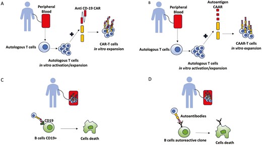 brief description of autologous CAR-T (A) and CAAR-T cells generation (B) and their mechanism of action after reinfusion (C and D)