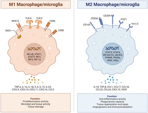 : illustrates the polarization process between the M1 and M2 phenotypes of macrophage/microglia, highlighting the distinct signaling pathways and functional roles associated with each phenotype. The polarization of macrophage/microglia into the M1 or M2 phenotype is a dynamic process influenced by the surrounding microenvironment and specific signaling molecules. Microglia that adopt the M1 phenotype are typically activated in response to proinflammatory stimuli such as interferon-gamma or lipopolysaccharide. On the other hand, macrophage/microglia that polarize towards the M2 phenotype are typically induced by anti-inflammatory signals such as interleukin-4 or interleukin-13. Created with Biorender.com