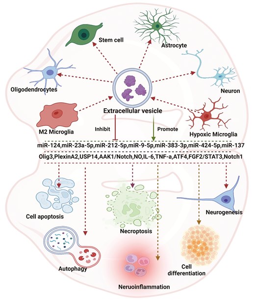 : examining the impact of microRNA transferred through extracellular vesicles released by microglia in ischemic stroke reveals a broad range of effects. Originating predominantly from microglial cells in the extracellular space, these vesicles primarily influence processes such as cell differentiation, autophagy, apoptosis, necroptosis, regeneration, and inflammation through diverse pathways. These vesicles can interact with multiple cell types, including neurons, astrocytes, stem cells, and oligodendrocytes. MicroRNAs assume crucial roles in various pathways within this context. Created with Biorender.com