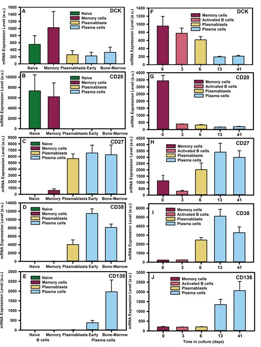 deoxycytidine kinase is down-regulated during plasma cell development. Microarray analysis of B cell subsets from (A–E) ex vivo flow cytometry sorted cells, (F–J) in vitro differentiated plasma cells derived from total B cells using (A–E) Affymetrix human genome U133 plus 2.0 Array or the (F–J) Illumina Human-HT V4.0 expression bead chip detecting: deoxycytidine kinase (DCK. Probes 203302_at and ILMN_1651433), membrane spanning four A one (CD20. Probes 210356_x. ILMN_1776939), TNFRSF7 (CD27 probes 206150_at, ILMN _1688959), (CD38. Probes 205692_at, ILMN_2233783), and Syndecan-one (CD138. Probes 20186_at, ILMN_1815303). Data were extracted from www.genomicscape.com database and the results represent the mean + standard deviation mRNA expression (a.u. from (A–E) n = 5/group or (F–J) n = 3/group).