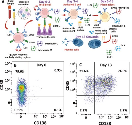in vitro differentiation of B cells into plasma cells. (A) Peripheral blood mononuclear cells were collected and total circulating B cells were purified. These were incubated with supplements, cytokines, and stimulatory and co-stimulatory signalling elements to generate long-lived plasma cells. Created with Biorender.com (B and C) Flow cytometry demonstrating plasma cell differentiation of B cells from: (B) total B cells on Day 0 to (C) plasma cells on Day 13 in culture using staining with antibodies against CD38 and CD138. The results show the fluorescence intensities in representative samples.