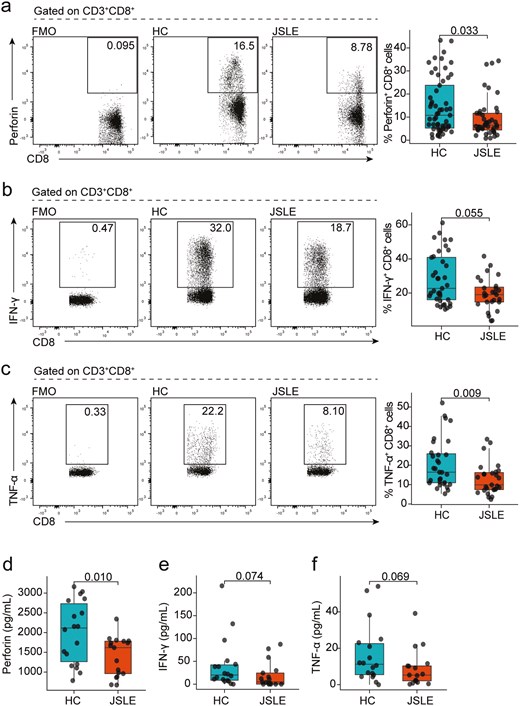 Reduction in cytotoxic CD8+ T cell capacity in JSLE. Representative flow plots and box plots showing in ex vivo PBMCs the percentage of CD8+ T cells (a) expressing perforin (HC n = 57, JSLE n = 42) in HC and JSLE patients. Representative flow plots and box plots showing percentage of CD8+ T cells expressing (b) IFN-γ (HC n = 37, JSLE n = 27), and (c) TNF-α (HC n = 31, JSLE n = 27) in PBMCs cultured with PMA/ionomycin in the presence of brefeldin and monensin for 4 h. Boxplots quantifying levels of (d) perforin, (e) IFN-γ, and (f) TNF-α in serum of HC (n = 18) and JSLE patients (n = 17). Analytes were measured using a flow cytometry-based bead multiplex assay. All boxplots show median ± IQR. Flow plots show percentage of cells within each gate. P-values calculated using unpaired Mann–Whitney U test (a–c, e–f) or unpaired t-test as appropriate (d). HC: healthy controls; IFN: interferon; IQR: interquartile range; JSLE: juvenile systemic lupus erythematosus; PBMCs: peripheral blood mononuclear cells; PMA: phorbol 12-myristate 13-acetate; TNF: tumour necrosis factor.