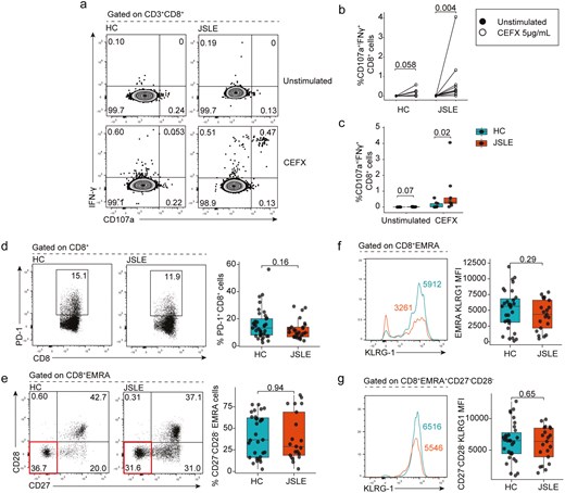 JSLE CD8+ T cells are functional and do not exhibit an exhausted or senescent phenotype. PBMCs from JSLE patients and HC were cultured in the presence or absence of CEFX (a pool of synthetic peptides of known MHC-I restricted epitopes) for 6 h. (a) Representative flow plots and (b) graph quantifying the percentage of CD107a+IFN-γ+ CD8+ T cells in unstimulated (DMSO only) and CEFX peptide treated HC (n = 9) and JSLE (n = 9) PBMCs are shown. (c) Boxplots quantifying differences in percentage of CD107a+IFN-γ+ CD8+ T cells in HC vs JSLE across all experimental conditions. Representative flow diagrams and boxplots showing (d) frequencies of PD-1 expressing CD8+ T cells in JSLE (n = 27) and HC (n = 37) in PBMCs stimulated with PMA/ionomycin and (e) ex vivo frequencies of terminally differentiated CD27−CD28− EMRA cells (highlighted in red in bottom flow panel) in JSLE (n = 21) and HC (n = 31). (f) KLRG1 expression in EMRA and CD27−CD28− EMRA cells JSLE (n = 21) and HC (n = 31). Line plots show KLRG1 MFI in indicated subsets. Numbers in gates and quadrants in flow plots indicate percentage of cells. All boxplots show median ± IQR. P-values calculated using unpaired Mann–Whitney U test (c, d, e), paired Mann–Whitney U test (b) or unpaired t-test (f, g) as appropriate to data distribution. DMSO: dimethyl sulfoxide; EMRA: effector memory cells re-expressing CD45RA; HC: healthy controls; IFN: interferon; IQR: interquartile range; JSLE: juvenile systemic lupus erythematosus; KLRG1: killer cell lectin-like receptor G1; MFI: mean fluorescence intensity; MHC-I: major histocompatibility complex type I; PBMCs: peripheral blood mononuclear cells; PD-1: programmed cell death protein-1; PMA: phorbol 12-myristate 13-acetate.