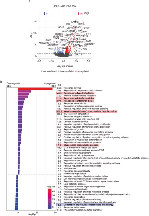 Transcriptomic analysis reveals upregulation of IFN-α responses and potential metabolic and mitochondrial disturbances in CD8+ T cells in JSLE. (a) Volcano plot showing differences in gene expression from RNA sequencing of CD8+ T cells from JSLE (n = 26) vs HC (n = 29). Blue and red points represent statistically significant differentially expressed genes below the FDR adjusted P-value threshold of 0.05. Blue and red arrows indicate number of statistically significant downregulated and upregulated genes, respectively. (b) Bar plot showing −log10p values and enrichment ratios (ER) of summary enriched pathway GO BP ontology terms in CD8+ T cells in JSLE vs HC using the 147 significantly upregulated and 91 significantly downregulated genes (FDR adjusted P < 0.05). Statistical significance of enrichment was determined using a P-value cut-off of 0.01 and a minimum enrichment score of 1.5. Terms highlighted in red and blue represent pathways of potential interest, derived from upregulated (red) and downregulated (blue) genes in JSLE vs HC. DEG: differentially expressed genes; ER: enrichment ratio; FDR: false discovery rate; GO BP: gene ontology biological process; HC: healthy controls; ISG-15: interferon-stimulated gene 15; JAK-STAT: Janus kinase/signal transducers and activators of transcription; JSLE: juvenile systemic lupus erythematosus; NF-kappaB: nuclear factor kappa-light-chain-enhancer of activated B cells; NIK: NF-kappaB-inducing kinase; RNA: ribonucleic acid.