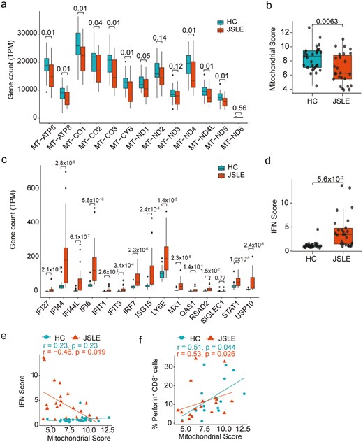 Type I IFN gene scores are increased and correlate negatively with mitochondrial gene expression in CD8+ T cells in JSLE. (a) Boxplots displaying transcript per million (TPM) gene counts of 13 mitochondrially expressed genes in HC (n = 29) and JSLE (n = 26) CD8+ T cells from RNA-seq. FDR corrected P-values are shown. (b) Boxplot quantifying mitochondrial score, calculated by taking expression of all genes in (a) into account, in JSLE (n = 26) vs HC (n = 29). (c) Boxplots displaying transcript per million (TPM) gene counts of 15 type I IFN-stimulated genes in HC (n = 29) and JSLE (n = 26) CD8+ T cells from RNA-seq. FDR corrected P-values are shown. (d) Box plot of interferon score in HC (n = 29) and JSLE (n = 26) samples. All boxplots show median ± IQR. P-values calculated using unpaired t-test (a, b) or Mann–Whitney U test (a, c, d) as appropriate to data distribution. Scatter plots showing (e) correlations between type I IFN score and mitochondrial score (HC: n = 29, JSLE: n = 26) and (f) correlations between mitochondrial score and frequencies of perforin-expressing CD8+ T cells (HC n = 16, JSLE n = 18). Spearman’s rho correlation coefficients and the associated P-values are shown (e, f). FDR: false discovery rate; HC: healthy controls; IFN: interferon; IQR: interquartile range; JSLE: juvenile systemic lupus erythematosus; RNA-seq: RNA sequencing; TPM: transcript per million.