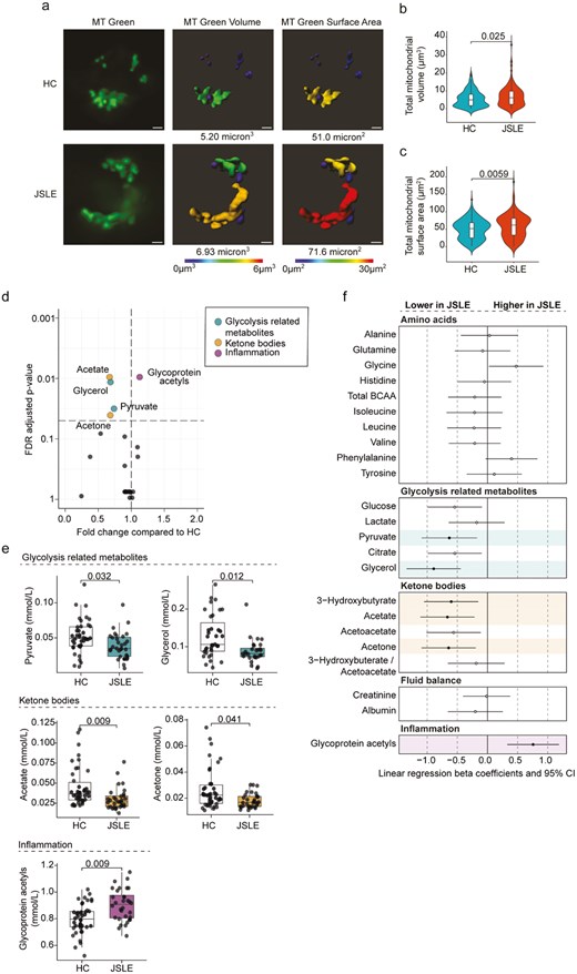 Alterations in CD8+ T cell mitochondrial morphology and non-lipid serum metabolome in JSLE. (a) Representative images of CD8+ T cells from JSLE patients (n = 3) and HC (n = 4) stained with MitoTracker (MT) Green and 3D modelling images showing mitochondrial volume and surface area. White bars represent 1µm. (b) Violin plot showing the distribution of total mitochondrial volume (µm3) per cell in JSLE CD8+ T cells (n = 3) compared with HC (n = 4). (c) Violin plot showing the distribution of total mitochondrial surface area (µm2) from all JSLE CD8+ T cells (n = 3) compared with HC (n = 4). P-values for HC vs JSLE comparisons calculated using unpaired Mann–Whitney U test (b, c). (d) Volcano plot showing fold changes and FDR adjusted P-values obtained from individual Mann–Whitney tests of non-lipid metabolites in JSLE compared to HC. The significance threshold (FDR P-value < 0.05) is indicated by the horizontal dashed line. Significantly altered metabolites are highlighted in colour according to metabolite group. (e) Boxplots plotting serum levels of metabolites altered in JSLE showing median ± IQR. FDR adjusted P-values calculated using unpaired Mann–Whitney U test are shown. (f) Forest plot summarizing results of linear regression analysis for each metabolite (log transformed and scaled), showing which metabolites are significantly altered in JSLE when accounting for sex, age, and ethnicity. Regression results highlighted in colour by metabolite group and filled circles indicate significantly altered metabolites (FDR P-value <0.05). FDR: false discovery rate; HC: healthy controls; IQR: interquartile range; JSLE: juvenile lupus erythematosus; MT: MitoTracker.