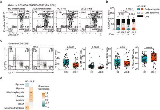 EM CD8+ T cells in JSLE are susceptible to IFN-α-induced apoptosis. (a) Representative flow plots showing Annexin V and PI staining. (b) Stacked bar plot quantifying frequencies of early apoptotic, late apoptotic, and live EM CD8+ T cells in HC (n = 9) and JSLE patients (n = 10) in PBMCs with and without stimulation with IFN-α for 48 h. Bar plot displays means ± SD. P-values comparing total apoptotic cells (early apoptotic + late apoptotic) were calculated using unpaired t-test in HC vs JSLE comparisons and paired t-test for unstimulated vs IFN-α stimulated comparisons. (d) Representative flow plots and boxplots showing percentage of CM, EM, effector, and naïve CD8+ T cell populations in HC (n = 65) and JSLE (n = 42). Numbers in all flow plot quadrants indicate percentage of cells. All boxplots show median ± IQR. P-values for HC vs JSLE comparisons calculated using Mann–Whitney U test. (d) Correlation matrix showing strength of correlation between frequency of EM CD8+ T cells and differentially expressed metabolites and mitochondrial score in HC and JSLE. Spearman correlations are shown. *P < 0.05, **P < 0.01. EM: effector memory; CM: central memory; GlycA: glycoprotein acetyls; HC: healthy controls; IFN: interferon; IQR: interquartile range; JSLE: juvenile systemic lupus erythematosus; PBMCs: peripheral blood mononuclear cells; PI: propidium iodide; SD: standard deviation.