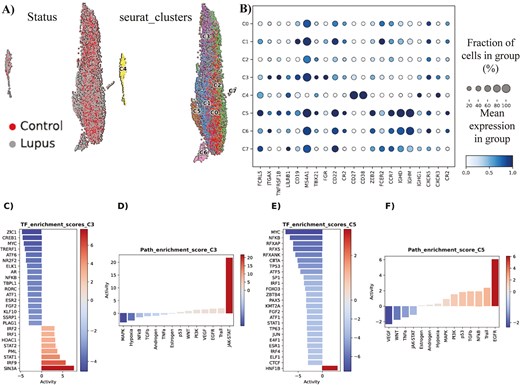 (A) In total, eight clusters of B cells have been identified during Seurat-based analysis. (B) Characterization/immunophenotyping of the eight clusters of B cells. Mean expression of key gene markers and fraction of cells in each cluster, expressing each marker, are presented. (C) Hyper-activated and hypo-activated transcription factors in SLE cluster 3 of B cells, in comparison to the normal counterpart cluster. (D) Hyper-activated and hypo-activated signaling pathways in SLE cluster 3 of B cells, in comparison to the normal counterpart cluster. (E) Hyper-activated and hypo-activated transcription factors in SLE cluster 5 of B cells, in comparison to the normal counterpart cluster. (F) Hyper-activated and hypo-activated signaling pathways in SLE cluster 5 of B cells, in comparison to the normal counterpart cluster.