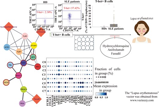 Graphical abstract caption. Flow cytometry experiments, in conjunction with in vitro and in silico analyses, have shed light on putative prognostic and therapeutic values of T-bet + B cells in SLE.