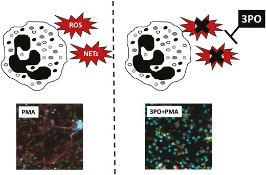 Graphical Abstract