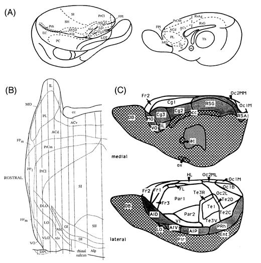 Architectonic maps of the prefrontal cortex of rats produced by three different investigators. (A) A map of the medial and lateral surfaces of the rat brain (Krettek and Price, 1977); the rhinal sulcus has been spread open graphically, to allow visualization of the orbital cortex in the upper bank of the sulcus. (B) An unfolded map of the rostral half of the rat brain (Ray and Price, 1992); the medial surface and corpus callosum is at the top, the dorsolateral cortex is in the middle and the ventrolateral cortex is at the bottom, ending at the rhinal sulcus. The architectonic areas are slightly modified from those delineated by Krettek and Price. (C) A recent map of the medial and lateral surfaces of the rat cortex (Zilles and Wree, 1995). The areas are similar to those shown in the other two maps, but many of the names have been changed.