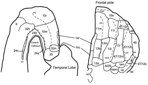 Architectonic map of the prefrontal cortex of humans (D. Öngür and J.L. Price, unpublished observations) from a recent analysis that correlated patterns with several different staining methods, and applied the parcellation of the monkey cortex by Carmichael and Price (Carmichael and Price, 1994) (see Fig. 2). As in the map by Petrides and Pandya (Petrides and Pandya, 1994), the ventrolateral convexity is designated area 47/12. As in monkeys, this area is subdivided into four areas. Area 12o in monkeys is comparable with human area 47/12s, which is located within the depth of the rostral ramus of the lateral sulcus, as it extends into the frontal lobe.