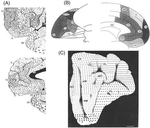 Architectonic maps of the prefrontal cortex of humans, by three investigators. (A) The rostral part of the classical map by Brodmann (Brodmann, 1909). Note that area 32 is located rostral and dorsal to the genu of the corpus callosum, and the orbital cortex is apparently occupied by area 11. The ventrolateral convexity is designated area 47. (B) The map by Petrides and Pandya (Petrides and Pandya, 1994), which closely matches their monkey map (see Fig. 2). (C) A recent map of the orbital cortex by Hof et al. (Hof et al., 1995), who used letter designations instead of numbers.