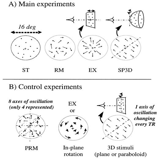 The stimuli used in all fMRI experiments were made of dots randomly positioned over a disk and projected on a transluscent screen. (A) For the main experiments, dots were either stationary (ST), moving with a velocity that varied randomly in direction (RM), moving with alternated expansions and contractions (EX) or moving as if they belonged to a spherical surface oscillating in depth about one of its frontoparallel tangents (SP3D). (B) For the control experiments, we used three types of motion stimuli. In the pseudo-random control stimuli (PRM), dots were moving as if they belonged to transparent 3-D surfaces rotating simultaneously about eight different axes; these stimuli appeared as completely devoid of any 3-D shape information. Coherent motion stimuli corresponded either to EX (see A) or in-plane rotation. In the 3-D stimuli, dots moved as if they belonged to a 3-D surface (plane or paraboloid) oscillating in depth.