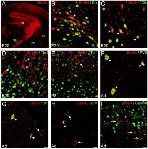 (A) The ErbB4-positive migratory stream appears to extend from the bed nucleus of the stria terminalis (BST) via the germinal zone of the striatum (ST) into the cerebral cortex and the hippocampus (HP). (B, C) ErbB4 is co-localized with Dlx in cells of the migratory streams (B) and in cells of the developing cortical plate (C). (D, E) ErbB4 is not co-localized with Tbr1 in the cortical plate at E20 (D) and P3 (E). (F–H) The parvalbumin-positive neurons (PVB; F), the calretinin-positive neurons (CR; G) and the somatostatin-positive neurons (SOM; H) in the adult cortex are double-labeled with ErbB4. (I) ErbB4-positive neurons in the adult cortex are devoid of CaMKII staining. The arrowheads indicate double-labeled cells and the arrows indicate single-labeled cells. Ad, adult; GP, globus pallidus. Scale bars = 200 μm (A) 10 μm (in H for B–D, F–H) 20 μm (in I for I, E).