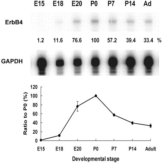 Developmental expression of ErbB4 mRNA in the cerebral cortex. The ribonuclease protection assay shows that a predicted fragment of ∼265 bp is detected in the cortical tissues at different developmental stages, except at E15. The quantitative measurement indicates that the levels of ErbB4 mRNA dramatically increase from E18 to P0 and then gradually decrease after birth. Ad, adult.