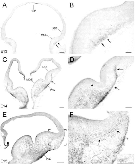 Ontogeny of ErbB4-positive migratory stream in the basal telencephalon. (A, B) Weak ErbB4 immunostaining is first detected in the MGE at E13 (arrows). (C, D) At E14, strong ErbB4 immmunostaining is detected in the primordium of piriform cortex (PCx). Notably, an ErbB4-positive stream appears to extend from the MGE, cross over the junction between the MGE and LGE, and then ascend into the LGE (arrows in C, D). (E, F) By E15, ErbB4 immunoreactivity is present in both the MGE and LGE. At the border between the LGE and overlying cerebral cortex, a stream of ErbB4-positive cells with tangentially oriented processes (inset in F) enters the cortical zone from the LGE (arrows in F). Note that little ErbB4 immunoreactivity is present in the dorsal telencephalon, except in the primordium of the choroid plexus (ChP) at E13–E15. Selected regions in (A, B, C) are shown at high magnification in (B, D, F), respectively. Scale bars = 200 μm (A, C, E), 50 μm (B, F), 100 μm (D), 10 μm (inset in F).