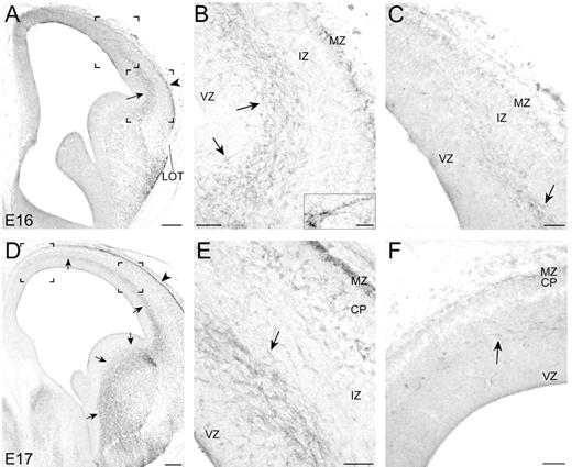 Expansion of ErbB4-positive migratory streams into the developing cortex. (A) At E16, two prominent ErbB4-positive streams advance into the lateral cortex from the LGE. One stream advances along the subventricular zone/lower intermediate zone (arrows), whereas the other stream advances along the marginal zone (arrowhead). The middle parts and the forefronts of the ErbB4-positive streams (bracketed regions) are shown at high magnification in (B) and (C), respectively. (D) By E17, a prominent ErbB4-positive stream extends from the base of telencephalon across the ganglionic eminences into the dorsal telencephalon as far as to the dorsomedial cortex (arrows). The other ErbB4-positive stream along the marginal zone (arrowhead) also advances in parallel with the intermediate stream. The middle parts and the forefronts of the ErbB4-positive streams (bracketed regions) are shown at high magnification in (E) and (F), respectively. Many ErbB4-positive cells in the streams contain tangentially oriented processes (arrows in B, C, E, F). An ErbB4-positive migrating cell (lower arrow in B) containing punctate membrane staining is shown at high magnification in the inset in (B). Note that ErbB4-positive cells begin to appear in the cortical plate (E). CP, cortical plate; IZ, intermediate zone; LOT, lateral olfactory tract; MZ, marginal zone; VZ, ventricular zone. Scale bars = 200 μm (A, D), 50 μm (B, C, E, F), 10 μm (inset in B).