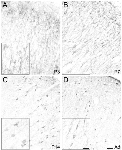 Postnatal development of ErbB4-positive cells in the cerebral cortex. Many bipolar ErbB4-positive cells are present in the P3 (A) and P7 (B) cortical plate. Scattered ErbB4-positive cells are present in the cortex at P14 (C) and in adulthood (D). ErbB4-positive neurons appear primarily in cortical layers containing interneurons (D). The ErbB4-positive cells at each developmental stage are shown at high magnification in the inset of each panel. Scale bars = 50 μm (in D for A–D), 25 μm (in inset of D for all insets).