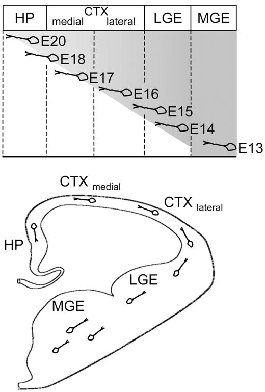 Schematic summary of the progression of tangential migration of ErbB4-positive interneurons from the ventral to the dorsal telencephalon of rats during development. ErbB4-positive cells appear in the MGE as early as E13 and then migrate via the LGE into the lateral parts of the cerebral cortex at E15–E16. By E17, ErbB4-positive cells have reached the medial parts of the cortex. They begin to enter the hippocampal primordium at E18. After E20, they migrate deeply into the hippocampal primordium. CTX, cerebral cortex; HP, hippocampus.