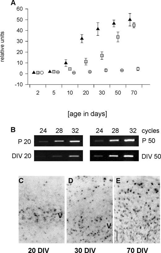 Figure 1. Developmental expression of PARV mRNA. PCR revealed the steep increase in PARV mRNA in visual cortex in vivo (A, black triangles), the dramatic delay in spontaneously active OTC (A, grey squares), and the low expression in activity-deprived OTC (A, white circles). All values represent the mean with SEM normalized to the expression level at P2, DIV 2+ and DIV 2–, respectively, which were set to 1. (B) Representative PCR bands (with cycle numbers indicated above the lanes) comparing directly the PARV mRNA expression at DIV 20+ and P20, and DIV 50+ and P50. (C–E) Development of PARV mRNA expressing neurons in spontaneously active OTC at 20, 30 and 70 DIV revealed the inside-out progression of appearance; layer V is indicated. Scale bar = 100 µm.