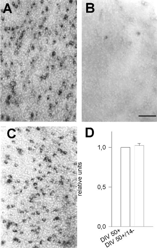 Figure 3. The role of neuronal activity. PARV mRNA expressing neurons in 70 DIV active OTC (A) and 70 DIV activity-deprived OTC (B). Late-onset deprivation failed to down-regulate PARV mRNA expressing neurons (DIV 50+/14–; C) and did not alter the mRNA level (D; eight PCRs, two independent cDNA libraries). Scale bar = 100 µm (A–C).