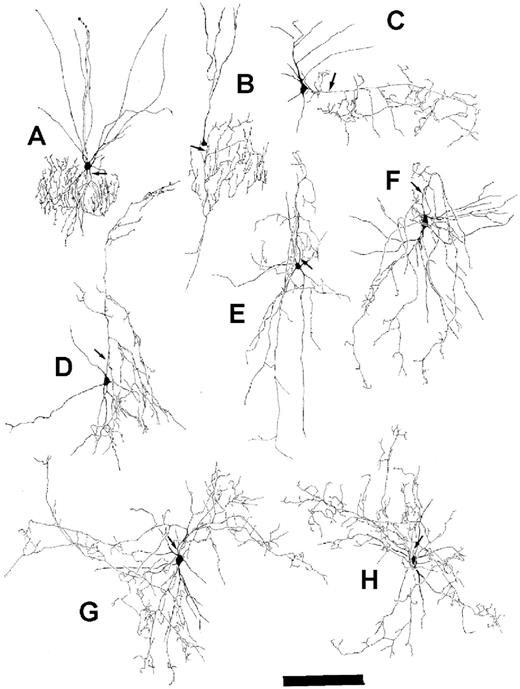 Figure 7. PARV-immunoreactive neurons in OTC represented chandelier cells in supragranular layers (A, B), basket neurons with horizontal axons in layer III (C), neurons with arcade-type axons in layers III–V (D–F) and basket neurons with horizontal axons in layer V (G, H). Neurons (A, E) were reconstructed from 40 DIV spontaneously active OTC. Neurons (B–D, F–H) were reconstructed from 30–40 DIV activity-deprived OTC. Axons are indicated by arrows. Scale bar = 200 µm.