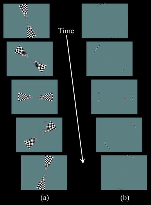 Snapshots of stimulus displays. (a) The bifield stimulus used in the perception condition. At the onset of each cycle, the two stimulus wedges began to ‘unfold’ from the upper and lower vertical meridia, achieving their full polar angle width of 30° at 6 s (top panel), then smoothly rotated counterclockwise until abutting the vertical meridia (bottom panel), and ‘folded’ into the vertical meridia. Each cycle lasted 54 s, including 42 s of stimulation by the rotating wedges with a trailing 12 s fixation period. A scan consisted of eight cycles. Participants were instructed to identify whether a briefly flashed red square was inside or outside the stimulus wedges (e.g. panels 2 and 4, respectively). (b) The bifield stimulus used in the imagery and attention conditions. The stimulus was identical to that used in the perception condition, except only the outermost arc (thickness 0.2° of visual angle) of the stimulus was shown. For the main experiment, in the imagery condition, participants received the same instructions as in the perception condition (e.g. panel 3 ‘inside’ and panel 4 ‘outside’), whereas in the attention condition, participants were instructed to identify whether the red square was in the right or left hemifield (as illustrated in panels 3 and 4). For the follow-up experiment in the attention condition, participants received the same judgment instructions as in the perception condition.