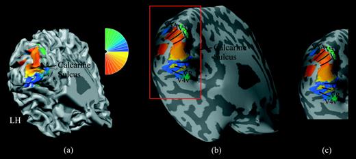 The left-hemisphere retinotopic map of one participant. (a) Cortical surface reconstruction of left hemisphere with gyri and sulci shown in light and dark gray, respectively (left is toward the left, superior is toward the top, with a −30° pitch and a +30° yaw). The phase of right visual field stimulation is color coded such that red and yellow represent the lower right quadrant and blue and green represent the upper right quadrant (see color wheel to upper right). The calcarine sulcus separates the dorsal and ventral visual areas, where the dorsal visual areas represent the lower right quadrant (i.e. red and yellow are represented dorsally) and ventral visual areas represent the upper right quadrant (i.e. blue and green are represented ventrally). The projection of these colors onto the cortical surface constitutes a retinotopic map. Reversals of color in the map demarcate borders between visual areas, although such borders are difficult to identify on this convoluted surface. Note that the right-hemisphere retinotopic map (not shown) has the opposite color scheme (with red/yellow dorsally and blue/green ventrally). (b) An inflated representation of the same left-hemisphere cortical surface and retinotopic map, where color reversals (i.e. visual area borders) can easily be identified. Borders between visual areas are demarcated with black curves, and striate (V1) and extrastriate (V2, VP, V3, V4v, V3A) cortical regions are labeled in black. The red rectangle delineates the cortical region that contains the retinotopic map. (c) Selected left-hemisphere cortical region with retinotopic map, as used in Figures 4 and 5.