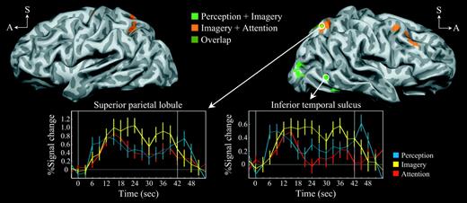 Neural regions associated with imagery-related cognitive conjunctions. Lateral views of slightly inflated hemispheres (left hemisphere is on the left, A = anterior, S = superior). Activity associated with the conjunction of perception + imagery is shown in bright green, that of imagery + attention is shown in orange, with the overlapping activity in olive (see color key at upper-middle). The time courses of event-related activity were extracted from the superior parietal lobule (BA7) and the inferior temporal sulcus (BA37) (see event color key at lower-right). The vertical white lines demarcate the stimulus cycle onset (at time = 0 s) and offset (at time = 42 s).