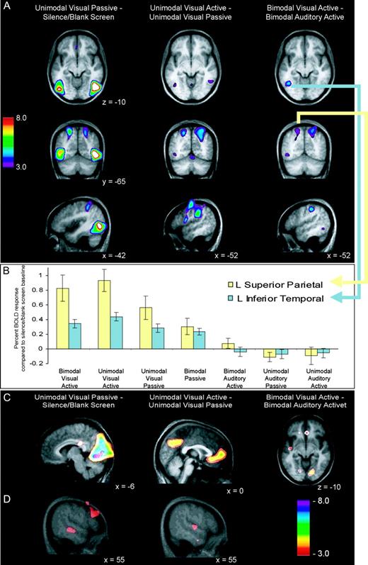 Visual fMRI results. (A) BOLD response increases across three contrasts. Upper images are horizontal views of the LOC and inferior temporal cortex (z = −10 for all images); middle images are coronal views of the superior parietal cortex (y = −65 for all images); lower images are sagittal views of the left inferior parietal cortex. Visual passive minus baseline (left) shows widespread bilateral visual activity. Visual active minus passive (middle) shows bilateral inferior temporal, superior parietal and inferior parietal peaks. Bimodal visual active minus bimodal auditory active (right) shows left lateralized inferior temporal, bilateral superior parietal, and left lateralize inferior parietal peaks. (B) Trend of decreasing relevance of visual modality (left to right) and decreasing percent BOLD response in two voxels of interest in left inferior temporal and left superior parietal regions. (C) Decreases in BOLD response, within-modality suppression. Visual passive minus baseline (left) shows primary visual decreases; visual active minus passive (middle) demonstrates extrastriate cortex decreases; bimodal visual active minus bimodal auditory active (right) shows secondary visual area decreases. (D) Decreases in BOLD response, crossmodal suppression. Visual passive minus baseline (left) shows decreased activity in the right STS. Unimodal visual active minus passive (right) shows decreased activity in the right STG. See Table 3 for all coordinates. LOC, lateral occipital complex; STS, superior temporal sulcus; STG, superior temporal gyrus.