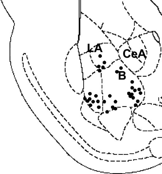 A diagram depicting a coronal section of the rat brain (∼3.00 mm posterior to bregma) showing electrode placements in the BLA. Filled circles indicate locations for the groups ‘BLA prior’ and ‘BLA post’ for both CA1 and DG (n = 33; B, basal amygdala; La, lateral amygdala; CeA, central amygdala).
