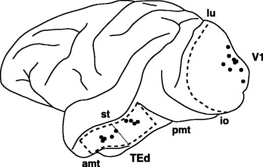 The approximate locations of the anterograde tracer injections are indicated by dots on the schematic drawing of the macaque left hemisphere. Anterior is to the left and dorsal is at the top. Area V1 (V1) and the dorsal part of area TE (TEd) are outlined by broken lines. Two subregions, TEad (anterodorsal) and TEpd (posterodorsal) are separated at thin dotted line (see Materials and Methods for details). In the following figures, the photos and drawings of the right hemisphere of the brain have been reversed to better facilitate a comparison with the left hemisphere. Table 1 provides the details of individual injections. amt, anterior middle temporal sulcus; pmt, posterior middle temporal sulcus; st, superior temporal sulcus; lu, lunate sulcus; io, inferior occipital sulcus.