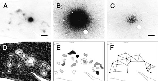 Analysis of the morphology of terminal patches. (A) The injection site and labeled patches within a tangential section was captured digitally. (B) A higher-magnification micrograph of the injection site shown in A. (C) A bundle of labeled descending axons in a section below the injection site. Such images were used to estimate the size of the injection site. (D) To determine the boundaries of labeled patches, the filtered image of the labeled section shown in A was processed with an edge-detecting method based on difference-of-Gaussian filtering. The star indicates the injection site of a different tracer, the result of which was not used in this study. (E) The reconstruction map of the patches and the injection site. The grayscale intensity of individual patches represents their relative optical density. The striped and dotted regions indicate the injection site and the halo, respectively. (F) The lines connecting the centers of the neighboring patches were determined by Gabriel graphing.