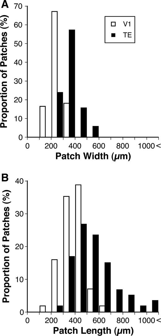 Frequency histograms of the widths (A) and lengths (B) of patches in TE and V1.