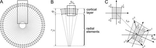 Finite-elements model of the developing cerebral hemisphere. (A) Initial shape of the finite-elements model. The cortical layer is composed of continuous quadrilateral elements attached to the centre by linear radial elements. (B) Dimensions of the finite-elements model. The initial length of the radial elements is rf0, the initial size of the quadrilateral elements of the cortical layer is qh in the radial direction and qw in the tangential direction. (C) Calculation of the deformation forces in the quadrilateral elements. The forces in each quadrilateral element are calculated as the difference between the actual deformed configuration and the rest configuration of the quadrilateral translated in tdr and rotated in θdr. Coordinates of the rest configuration: \batchmode \documentclass[fleqn,10pt,legalpaper]{article} \usepackage{amssymb} \usepackage{amsfonts} \usepackage{amsmath} \pagestyle{empty} \begin{document} \(c_{0}^{1},\) \end{document}\batchmode \documentclass[fleqn,10pt,legalpaper]{article} \usepackage{amssymb} \usepackage{amsfonts} \usepackage{amsmath} \pagestyle{empty} \begin{document} \(c_{0}^{2},\) \end{document}\batchmode \documentclass[fleqn,10pt,legalpaper]{article} \usepackage{amssymb} \usepackage{amsfonts} \usepackage{amsmath} \pagestyle{empty} \begin{document} \(c_{0}^{3}\) \end{document} and \batchmode \documentclass[fleqn,10pt,legalpaper]{article} \usepackage{amssymb} \usepackage{amsfonts} \usepackage{amsmath} \pagestyle{empty} \begin{document} \(c_{0}^{4}.\) \end{document} Coordinates of the deformed configuration: c1, c2, c3 and c4. Coordinates of the translated and rotated rest configuration: \batchmode \documentclass[fleqn,10pt,legalpaper]{article} \usepackage{amssymb} \usepackage{amsfonts} \usepackage{amsmath} \pagestyle{empty} \begin{document} \(c_{tr}^{1},\) \end{document}\batchmode \documentclass[fleqn,10pt,legalpaper]{article} \usepackage{amssymb} \usepackage{amsfonts} \usepackage{amsmath} \pagestyle{empty} \begin{document} \(c_{tr}^{2},\) \end{document}\batchmode \documentclass[fleqn,10pt,legalpaper]{article} \usepackage{amssymb} \usepackage{amsfonts} \usepackage{amsmath} \pagestyle{empty} \begin{document} \(c_{tr}^{3}\) \end{document} and \batchmode \documentclass[fleqn,10pt,legalpaper]{article} \usepackage{amssymb} \usepackage{amsfonts} \usepackage{amsmath} \pagestyle{empty} \begin{document} \(c_{tr}^{4}.\) \end{document}