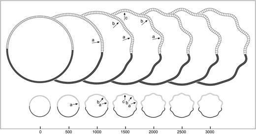 Growth asymmetries: step. Development of convolutions in the model with a step in the growth of the cortical layer (value of the parameter K). The growth is bigger at the top of the model. Convolutions develop at the side with more growth. A model with the same shape, mechanical properties, and mean growth does not develop convolutions. Elements = 150, qh = 4.5, qw = 4, kc = 0.5, τc = 4 × 104, kf = 0.05, τf = 104, K top = 20, K bottom = 5, m = 5 × 10−3.