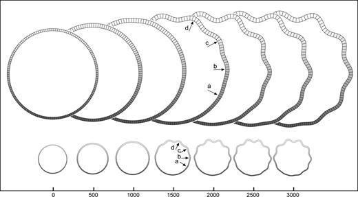 Growth asymmetries: gradient. Development of convolutions in the model with a gradient in the growth of the cortical layer (smaller growth at bottom). Convolutions develop simultaneously and are less pronounced as the growth decreases. A model with the same shape, mechanical properties, and mean growth does not develop convolutions. Elements = 150, qh = 4.5, qw = 4, kc = 0.5, τc = 4 × 104, kf = 0.05, τf = 104, K top = 20, K bottom = 5, m = 5 × 10−3.