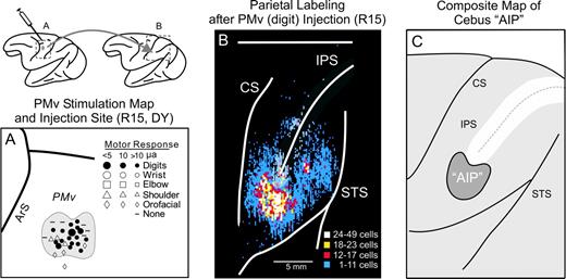 Localization of AIP in the cebus monkey based on corticocortical connectivity with PMv. (A) Map of microstimulation sites (symbols) on the cortical surface of cebus monkey R15 and boundary of the digit region of PMv injected with diamidino yellow (DY). (B) Cortical surface map showing density and location of labeled neurons after DY injection at the site shown in (A). (C) Composite map indicating the region within parietal cortex where densest labeling occurred after injection of the digit representation in PMv in experiments R15 and R24 (shaded area). AIP, anterior intraparietal area; ArS, arcuate sulcus; CS, central sulcus; IPS, intraparietal sulcus; PMv, ventral premotor area; STS, superior temporal sulcus.