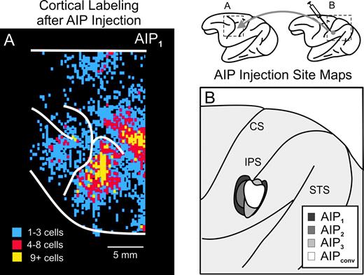 Localization of injection sites in AIP of the cebus monkey. (A) Cortical surface map showing the density and location of labeled neurons in the hand region of PMv after injections of rabies in AIP1. (B) Composite map of AIP injection sites for three rabies experiments (AIP1–AIP3) and one conventional tracer (DY) experiment (AIPconv).