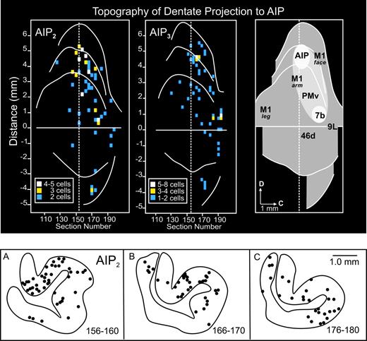 Distribution and density of dentate neurons that project to AIP. Top: unfolded map of the dentate nucleus of AIP2 (left), AIP3 (middle), and composite map (right). The maps of the dentate were created by unfolding serial coronal sections through the nucleus (for detailed methods, see Dum and Strick, 2003). The map was reconstructed from every other coronal section through the nucleus. White regions on the composite map indicate areas of densest labeling. The light gray region indicates the location of the low-density field of labeled neurons (see text for details). The labels on the composite map indicate the location of dentate output channels to other frontal, motor and parietal areas of cortex. Bottom: cross sections of the dentate nucleus showing the location of ‘second-order’ neurons (dots) labeled after transport of rabies virus from AIP. Each panel includes the labeled neurons from three sections (100 μm apart).