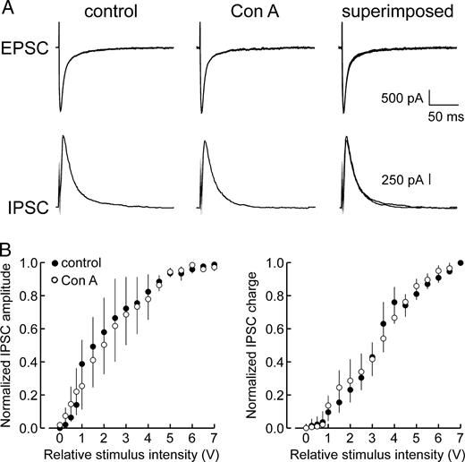 Effect of concanavalin A on the recruitment of fast IPSCs. (A) Bath application of Con A did not alter the magnitude or time course of maximal amplitude IPSCs. (B) Input–output plots of IPSC peak amplitude (left panel) and total charge (right panel) indicated that Con A had no significant effect on fast IPSCs at any of the stimulus intensities applied. Data points represent mean normalized values ± SE (n = 4).