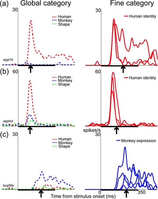 Examples of the responses of three neurons that encoded both global and fine information. For each cell, the left panel shows the summed response for members of a global category, i.e. human faces (red dashed line), monkey faces (blue dashed line) and shape forms (green dashed line). The right panel shows the summed response for members of a fine category. For the neurons in (a) and (b), the responses are summed for three different human identities (red solid lines). For the neuron in (c), the responses are summed for four different monkey expressions (blue solid lines). All three neurons encode global information. For fine information, the neurons in (a) and (b) encode information about human identity, and the neuron in (c) encodes information about monkey expression. The arrow under the abscissa in each plot shows the time of the peak information transmission rate for each category. The thick black bar on the abscissa indicates the 350 ms period of stimulus presentation.