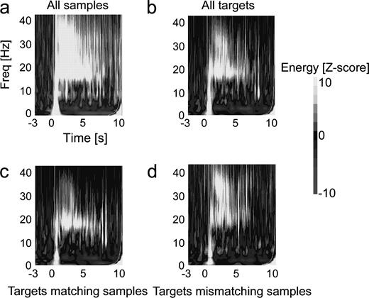 Mean time–frequency responses to odorants inside the amygdala averaged across the nine patients. The normalized time–frequency maps display the increase of power relative to the [−4000 to −1000 ms] baseline (in standard deviations). The stimulus onset is at 0 s. (a) mean response to all the sample odorants. (b) Mean response to all the target odorants. (c) Mean response to the target odorants matching their sample odorants. (d) Mean responses to the target odorants mismatching their sample odorants. Notice the low-frequency component (<10 Hz) corresponding to the time–frequency trace of the OEPs and the high-frequency component (from 15 to 40 Hz). This high frequency component was composed of a beta component [15–25 Hz] and a gamma component [25–35 Hz] which were considered separately for statistical analyses.