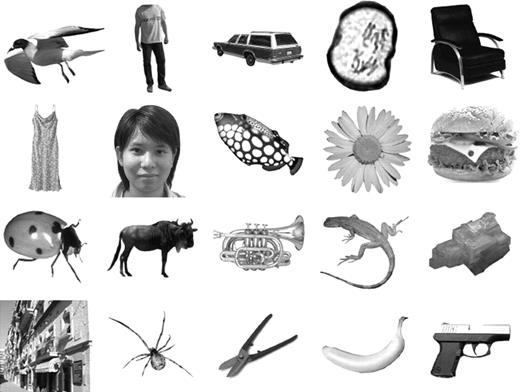 One example stimulus from each of the 20 categories tested. From top to bottom and left to right, these were birds, bodies, cars, cells, chairs, clothes, faces, fish, flowers, foods, insects, mammals, instruments, reptiles, rocks, scenes, spiders, tools, vegetables and fruits, and weapons. The stimuli used in the experiments were in full color. See Supplementary Figure 1 for further examples of the stimuli.